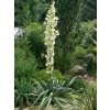 Yucca filamentosa - juka