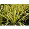 Yucca filamentosa 'Golden Sword' - juka