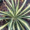 Yucca filamentosa 'Color Guard' - juka