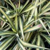 Yucca filamentosa 'Color Guard' - juka