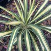 Yucca filamentosa 'Color Guard' - juka