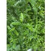 Zanthoxylum piperitum
