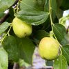 Ziziphus jujuba 'Li' - cicimek