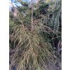 Thuja occidentalis 'Filiformis' bal - zerav západní