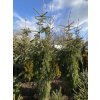 Abies alba 'Pendula' bal - jedle bělokorá