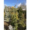 Abies alba 'Pendula' bal - jedle bělokorá