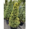 Picea glauca 'Maigold' - smrk sivý