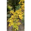 Acer cappadocicum 'Rubrum' vícekmen - javor kapadocký