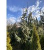 Picea omorika 'Pendula Bruns' bal - smrk Pančičův