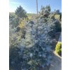 Picea pungens 'Glauca' semenáč balové - smrk pichlavý