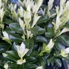 Euonymus japonicus 'Paloma Bianca' ® - brslen