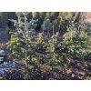 Abies nordmanniana 'Robusta' bal - jedle kavkazská
