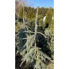 Picea engelmanii Bush Lace ks