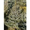 Picea omorika 'Nana' bal - smrk Pančičův