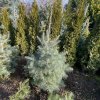 Abies concolor bal - jedle ojíněná