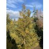 Thuja occidentalis 'Brabant' bal - zerav západní