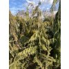 Chamaecyparis nootkatensis 'Pendula' bal - cypříšek nutkajský