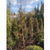 Metasequoia glyptostroboides bal - metasekvoje čínská