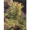 Pinus cembra 'Aureovariegata' bal - borovice limba
