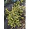 Abies cephalonica bal - jedle řecká