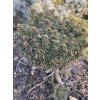 Picea Abies 'Mýta' WB kmínek bal - smrk ztepilý