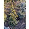 Picea abies 'Gold Drift' bal - smrk ztepilý