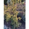 Picea abies 'Gold Drift' bal - smrk ztepilý