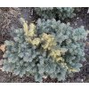 Picea pungens 'Waldbrunn' bal - smrk pichlavý