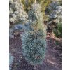Pinus sylvestris 'Bailey’s Upright' bal - borovie lesní