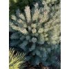Pinus sylvestris 'Saxatilis' bal - borovice lesní
