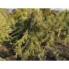 Picea abies 'Frohburg' kmínek bal - smrk ztepilý