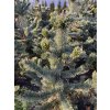 Pinus aristata bal - borovice osinatá