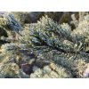 Pinus aristata bal - borovice osinatá