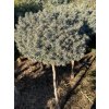 Picea pungens 'Pali' kmínek bal - smrk pichlavý