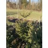 Picea abies bal - smrk ztepilý