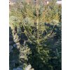 Picea abies bal - smrk ztepilý