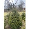 Picea abies bal - smrk ztepilý