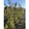 Abies balsamea bal - jedle balsámova