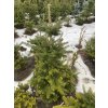 Abies koreana bal - jedle korejská