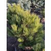 Pinus densiflora 'Pendula' bal - borovice hustokvětá
