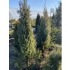 Juniperus communis 'Hibernica' bal - jalovec obecný