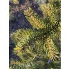 Picea polita bal - smrk lesklý