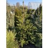 Picea polita bal - smrk lesklý