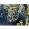 Pinus sylvestris 'Watereri' bal - borovice lesní
