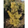 Pinus sylvestris 'Aurea' bal - borovice lesní