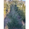 Picea orientalis 'Aureospica' bal - smrk východní