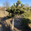 Pinus mugo 'Jakobsen' WB kmínek bal - borovice kleč