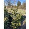 Abies firma 'Bedgebury' bal - jedle japonská