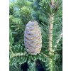 Abies firma 'Bedgebury' bal - jedle japonská