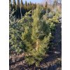 Pinus leucodermis 'Satelit' bal - borovice bělokorá